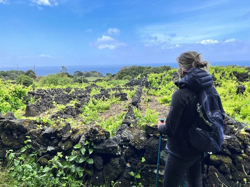 Weinberge auf Pico zwischen Lavagestein auf den Azoren