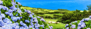 Blumen und Wiese auf den Azoren