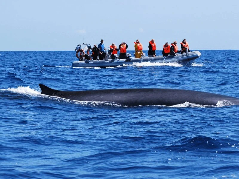 Wale beobachten auf den Azoren