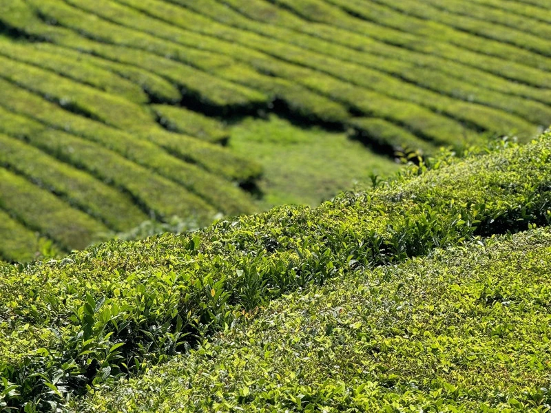 Eine Teeplantage auf den Azoren