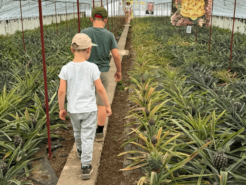 Zwei Jungen im Ananas Gewächshaus auf einem Brett zwischen den Pflanzen