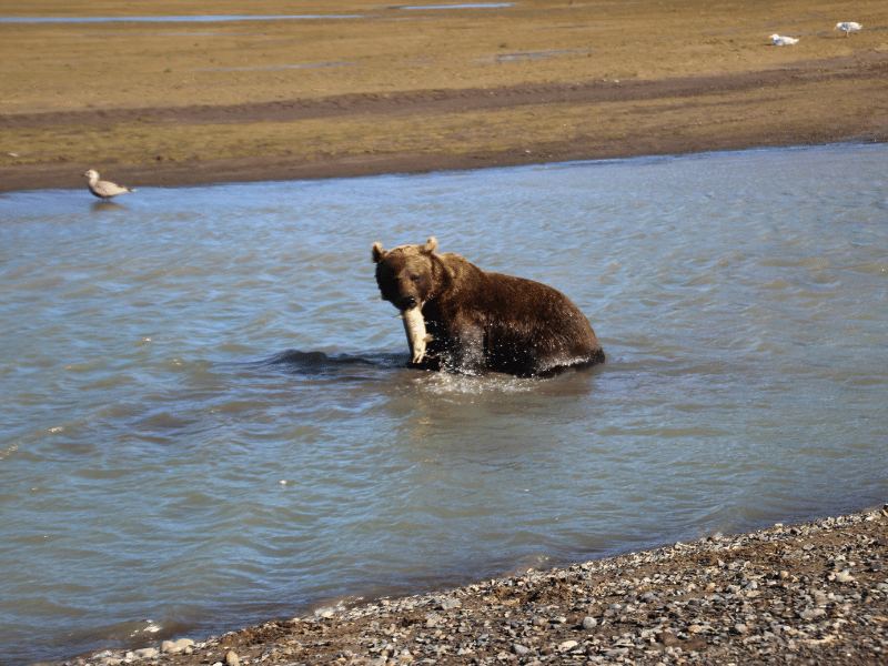 Grizzly fängt Lachs in Alaska