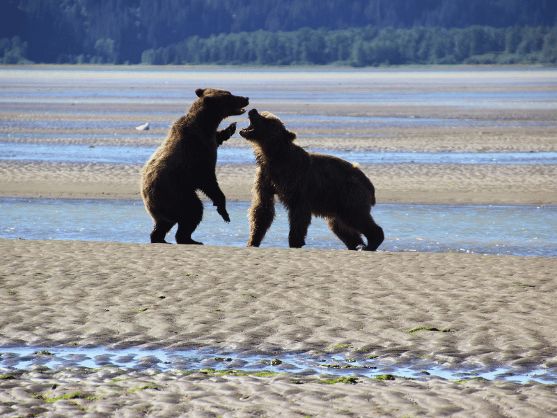Junge Grizzly Bären beim Spiel