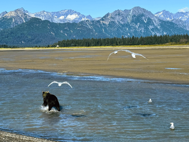 Grizzly in freier Wildbahn in Alaska