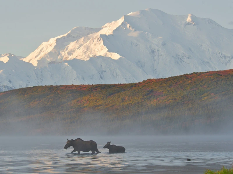Elche im Denali Nationalpark, Alaska
