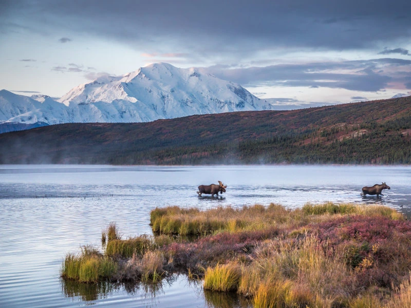 Elch im Denali Nationalpark, Alaska