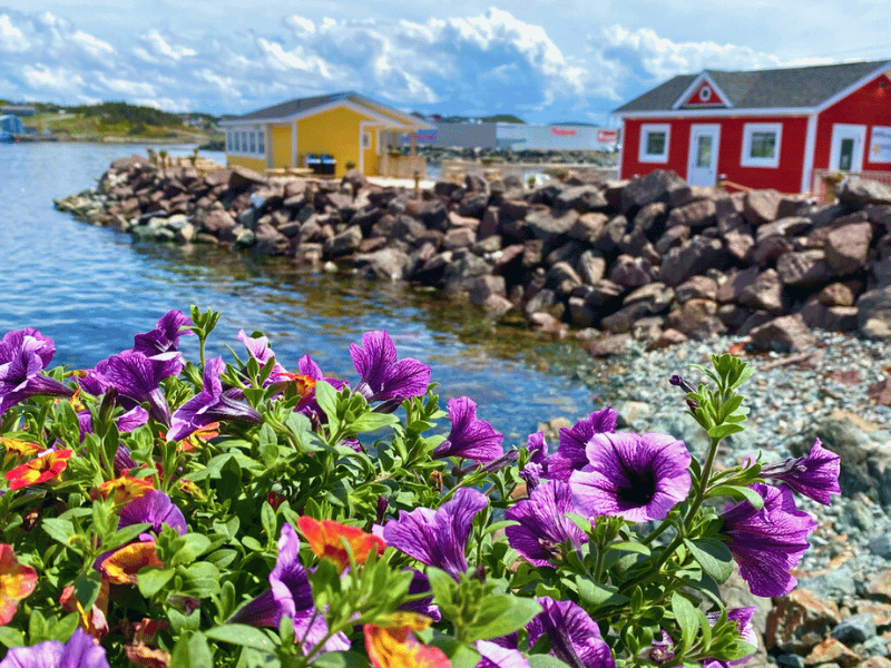 Restaurantgebäude und im Vordergrund Blumen in Twillingate in Kanada