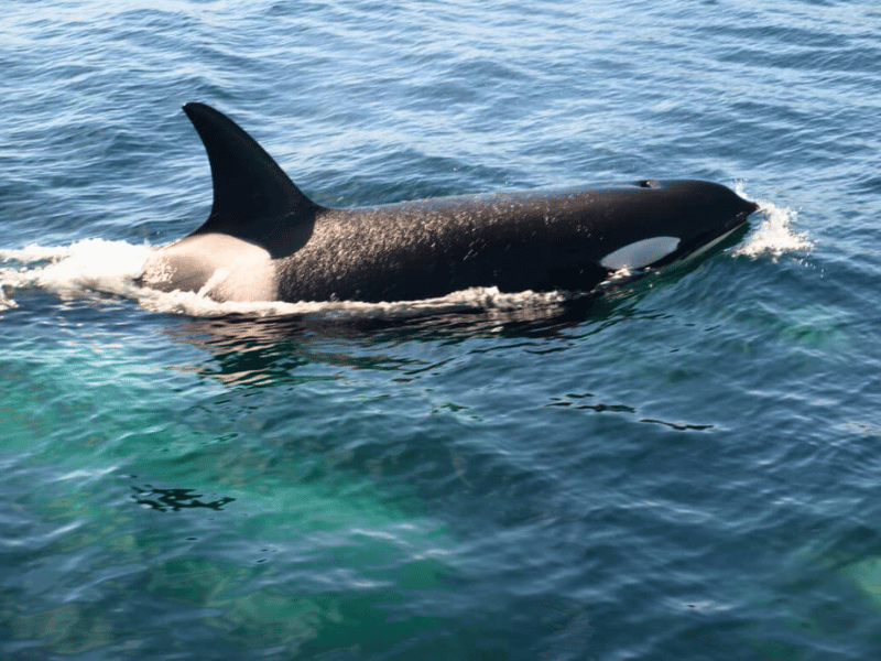 Wal schwimmt durch das Wasser bei Twillingate in Kanada