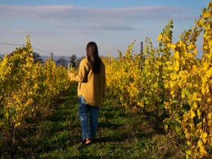 Frau streift mit einem Glas Wein durch die Weinfelder in Kanada