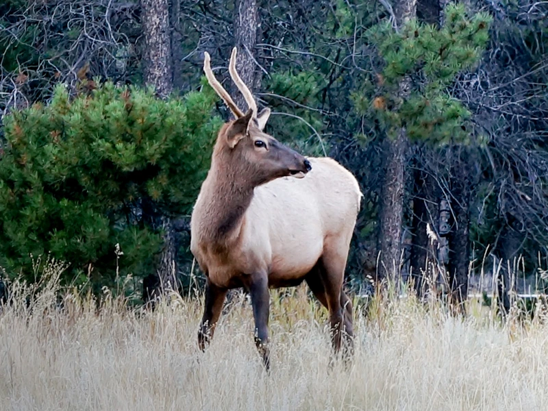 Wildtiere im Westkanada Nationalpark beobachten