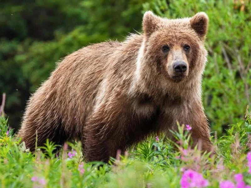 Bär bei Kanada Rundreise