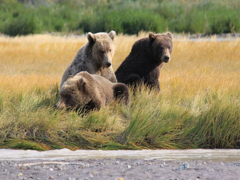 Braunbären im Katmai Nationalpark in Alaska