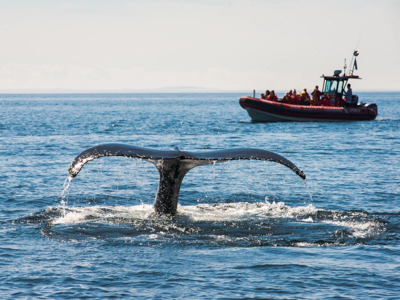 Whale Watching in Kanada