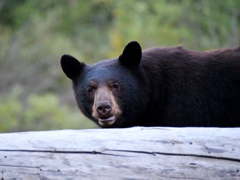 Schwarzbär in Kanada