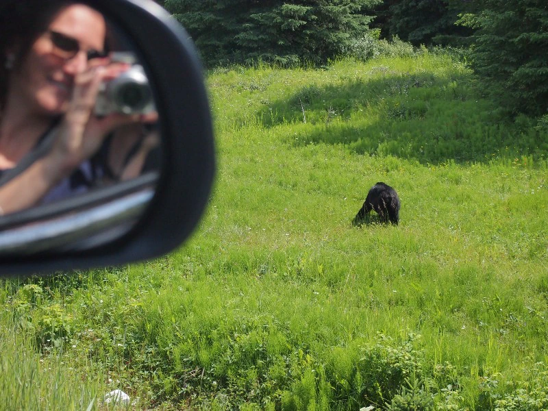 Schwarzbär vom Auto aus beobachten in Kanada