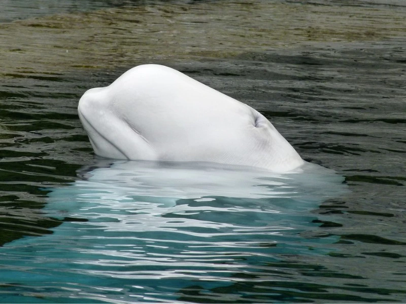Beluga Wal bei Riviere du Loup, Kanada