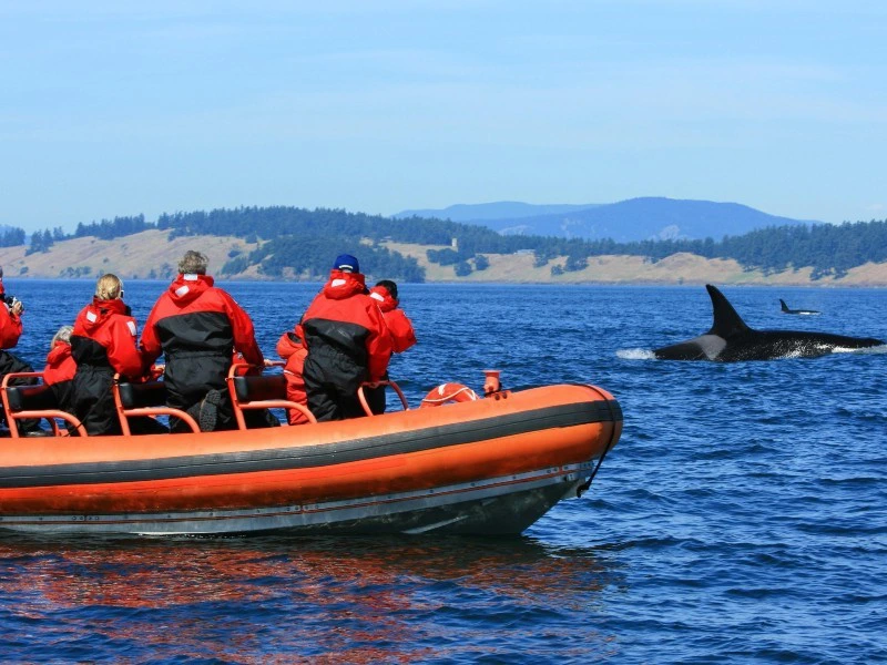 Orca Whale Watching im Zodiac bei Telegraph Cove, Kanada