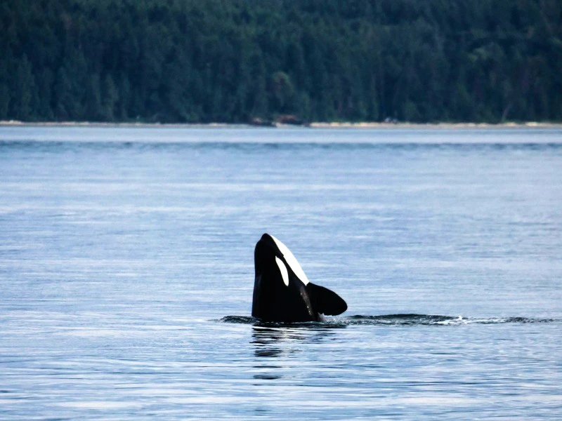 Orca bei Telegraph Cove, Kanada