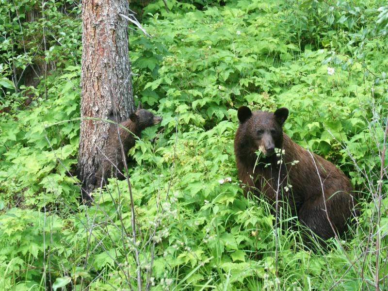 Schwarzbär mit Jungen in Kanada