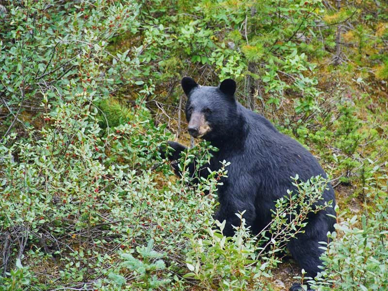 Schwarzbär in Kanada