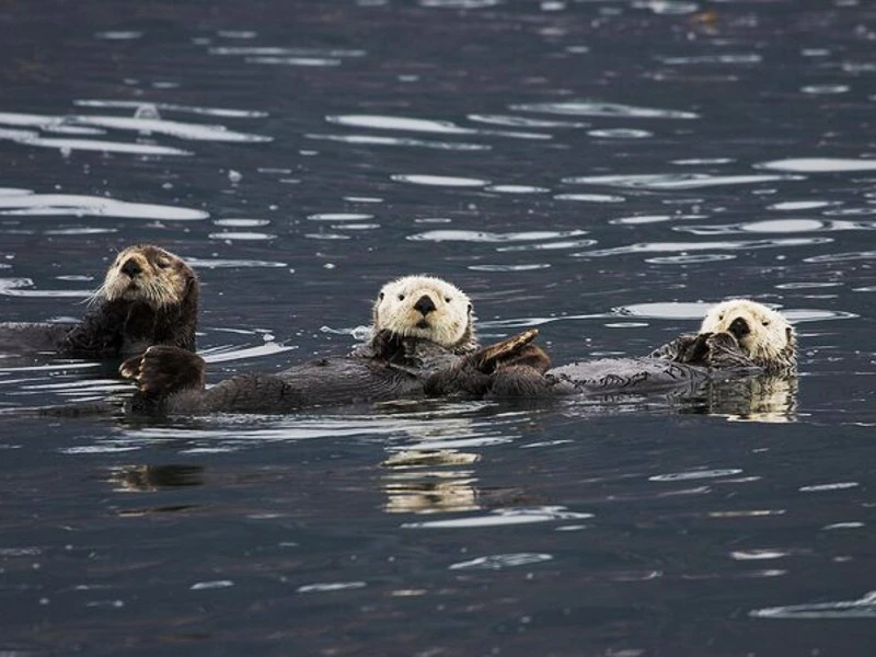 Otter im Prince William Sound bei Valdez, Alaska