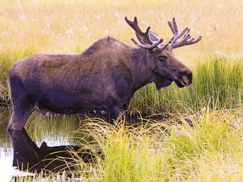 Elch im Yukon, Kanada