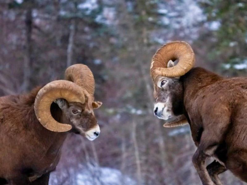Wildtiere beobachten bei Jasper, Kanada