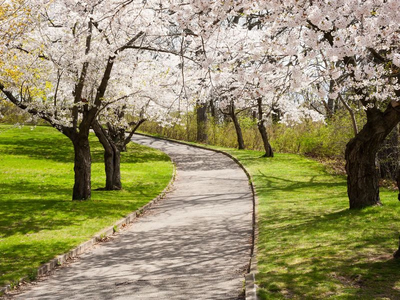 Kirschblüten im High Park in Toronto