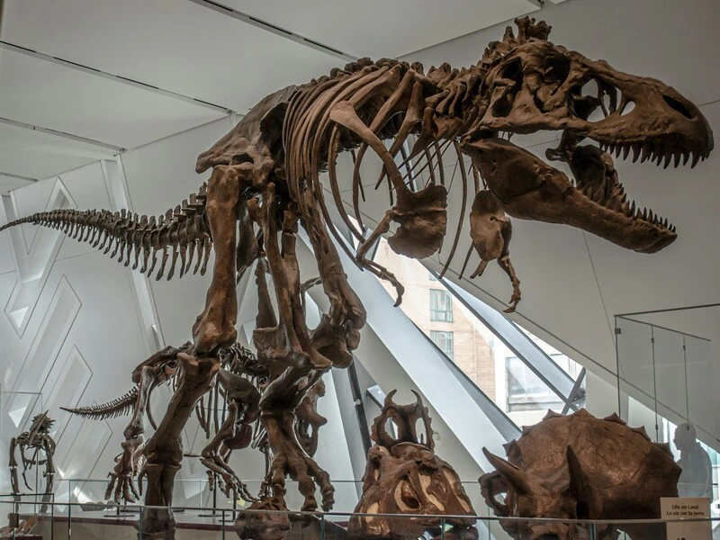 Dinosaurierskelett im Royal Ontario Museum