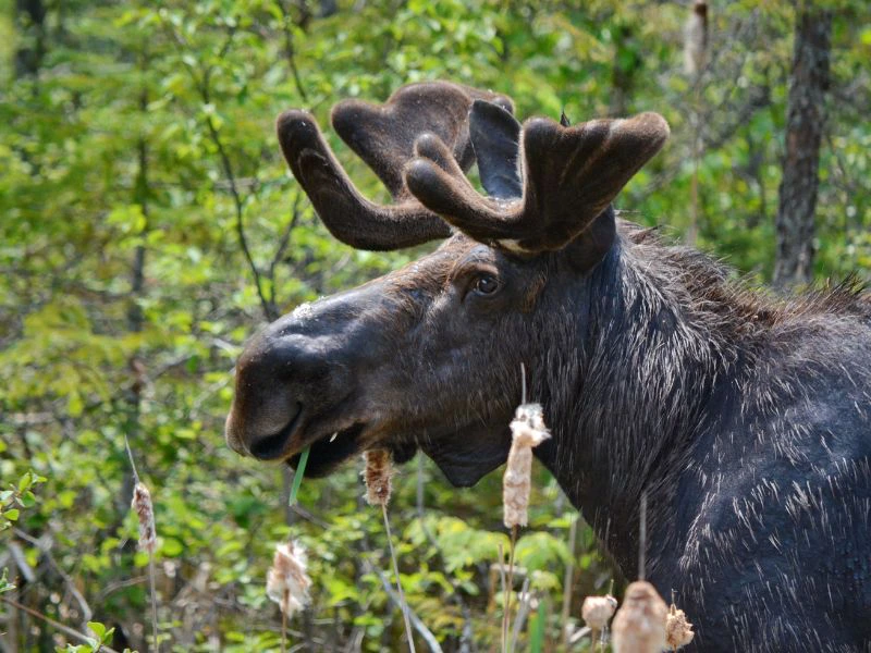 Elch im Algonquin Provincial Park