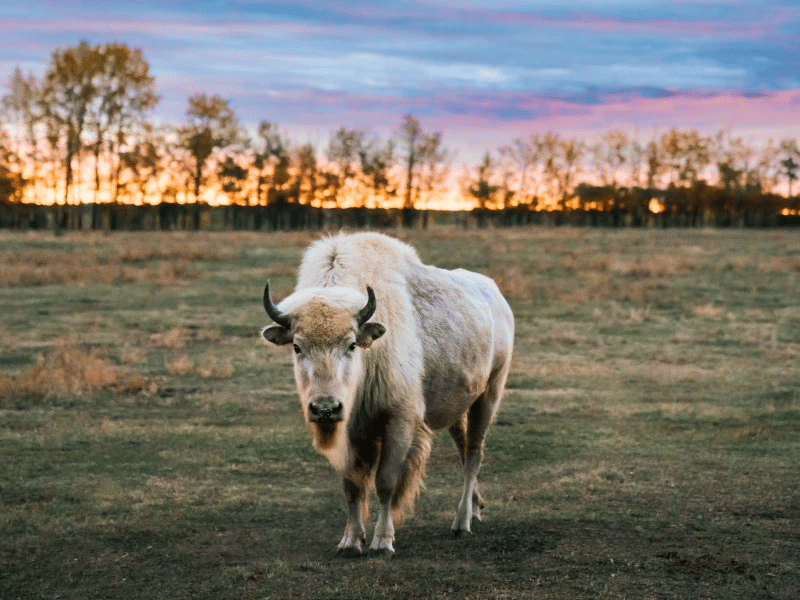 Metis Crossing Bison