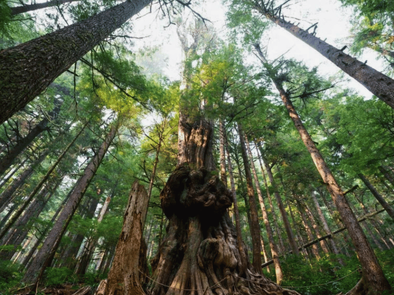 Port Renfrew Wald
