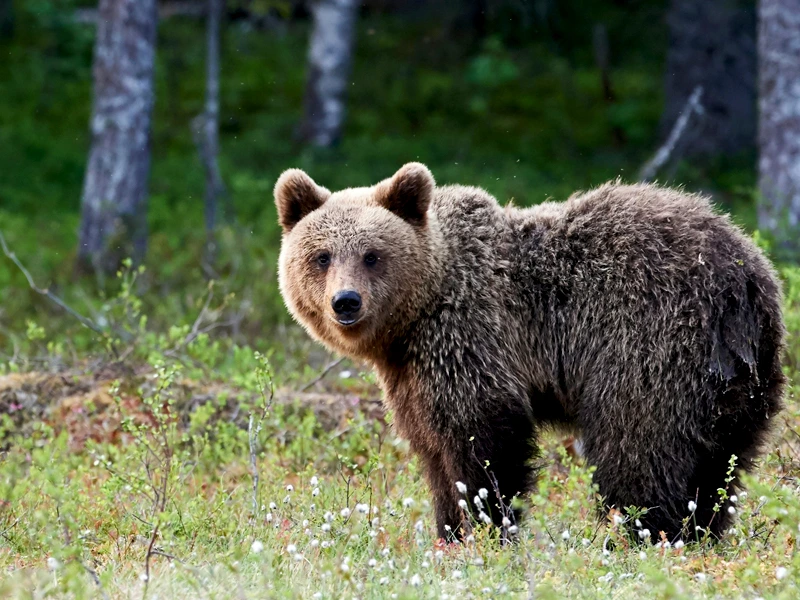 Braunbär auf Sommerwiese