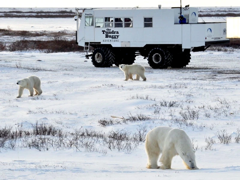 Eisbären in freier Wildbahn beobachten