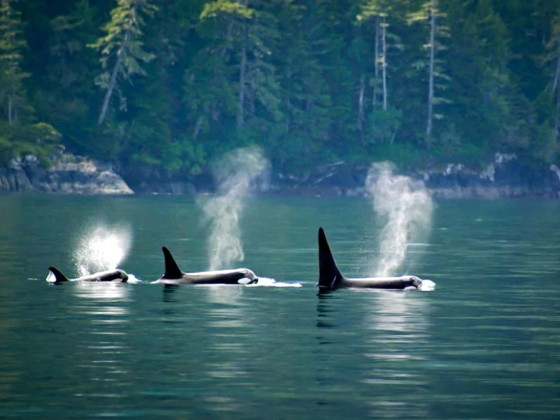 3 Wale schwimmen in Bucht