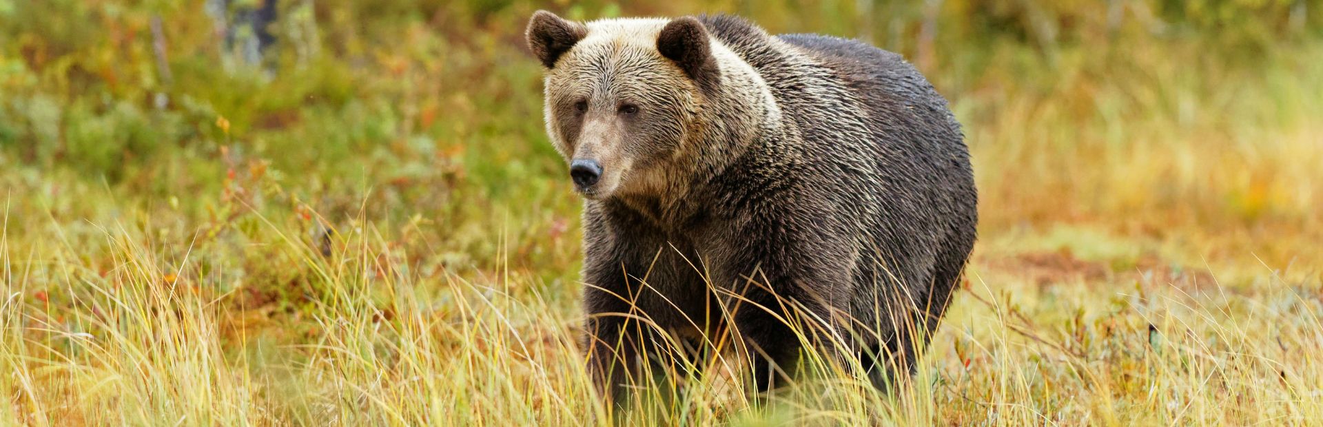 Grizzly in Kanada