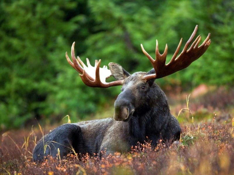 Kanada Rundreise Elch in der Natur