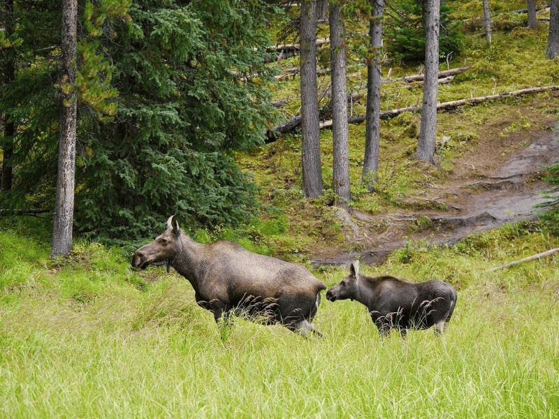 Elchkuh mit Baby in Kanada