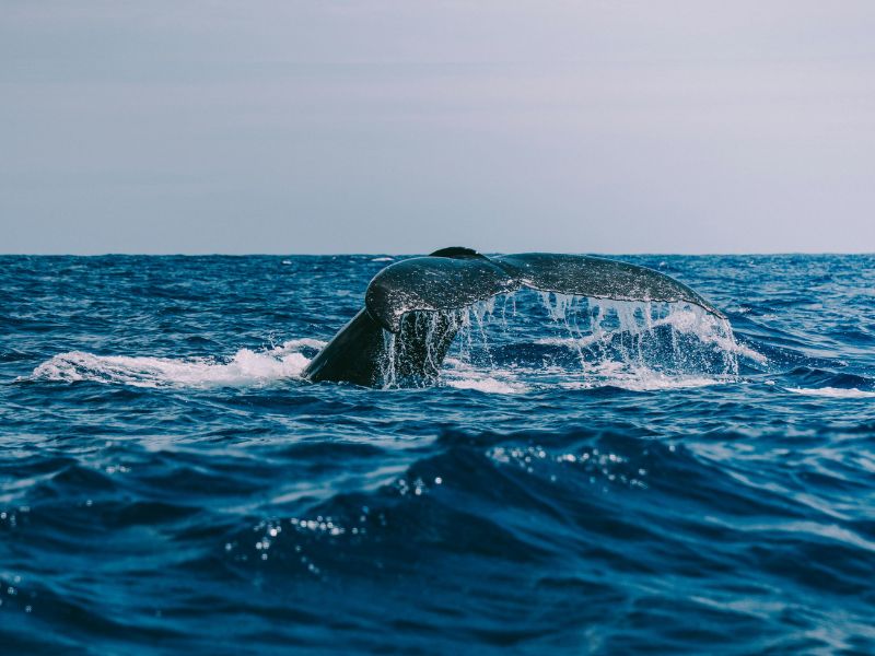 Wal springt aus dem Meer vor der Atlantikküste