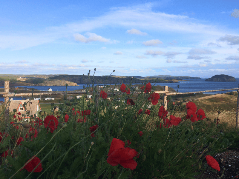 Blick aufs Meer von Port Rexton, Neufundland