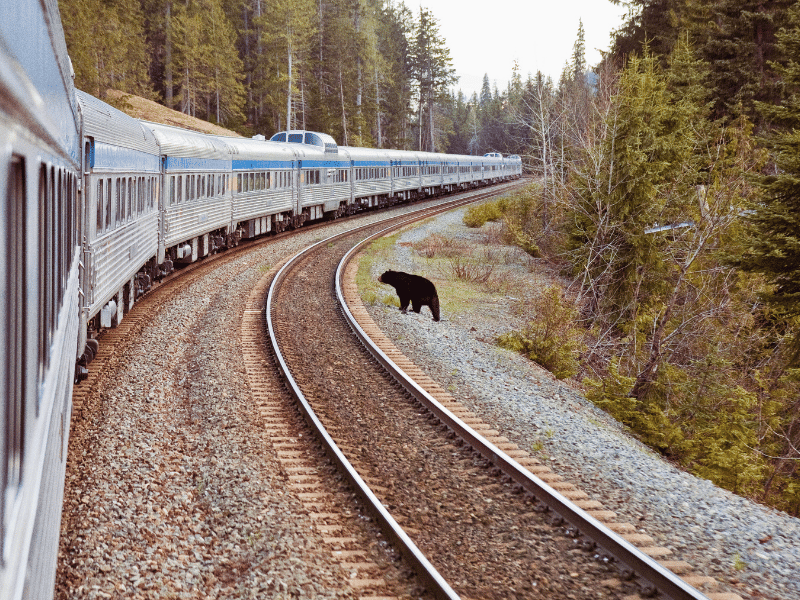 Bär an der Zugstrecke von Toronto nach Vancouver