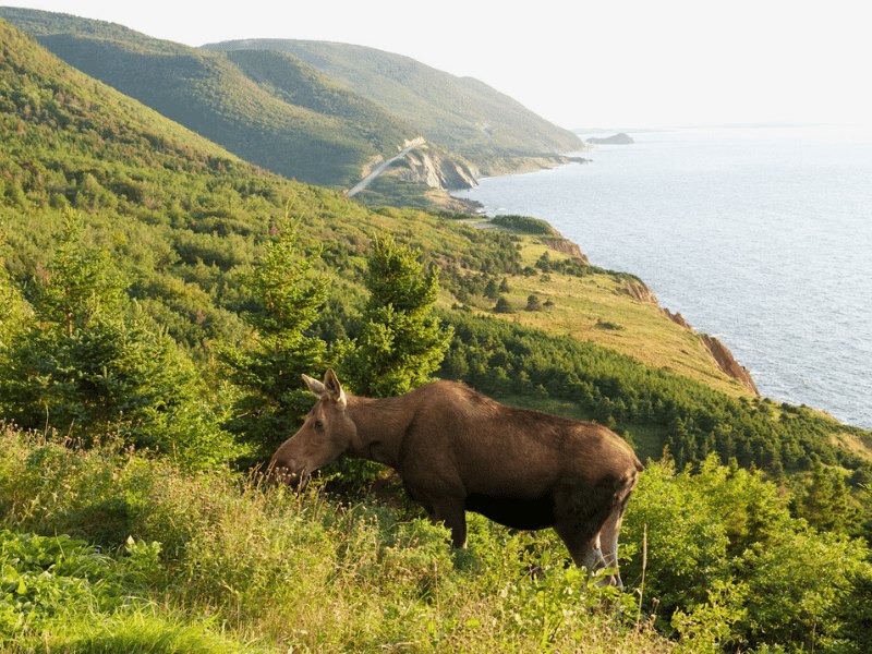 Aussichtspunkt am Cabot Trail mit Küstenstraße und Meerblick