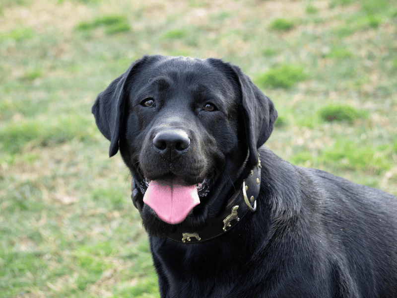 Labrador in Labrador