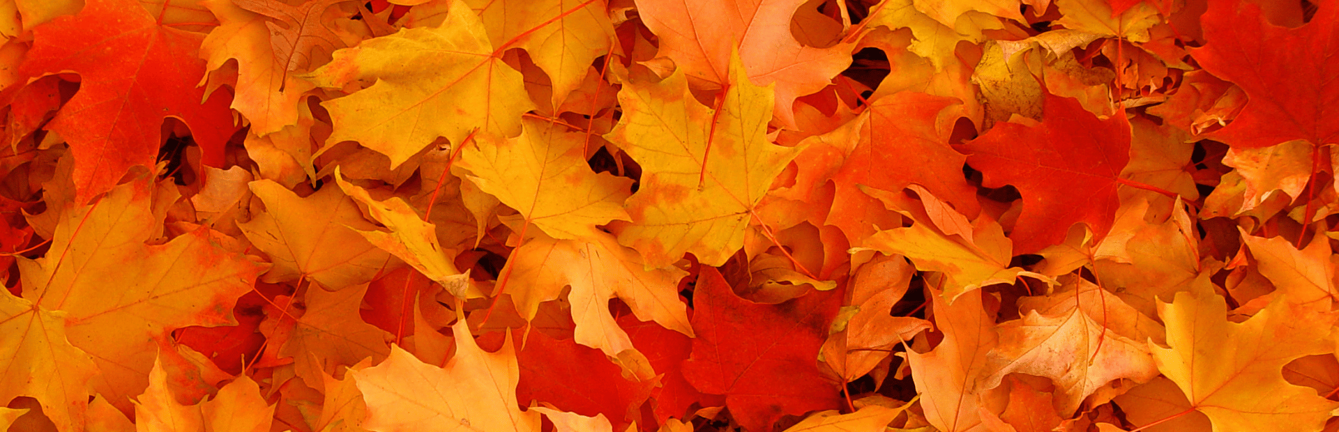 Ahornblätter in Herbst