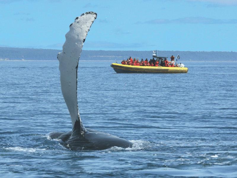 Wale beobachten in Tadoussac