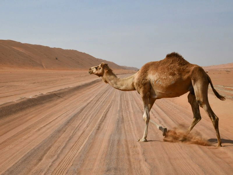 Kamel in Wahiba Sands Oman