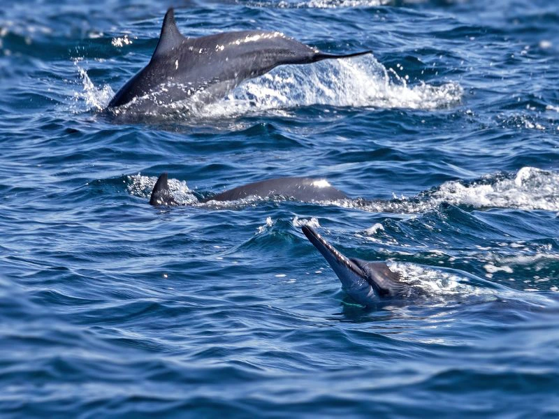 Delfine im Oman