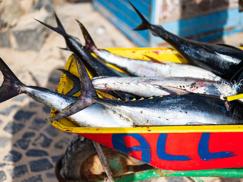 Fisch auf einem Markt auf Sal, Kapverden