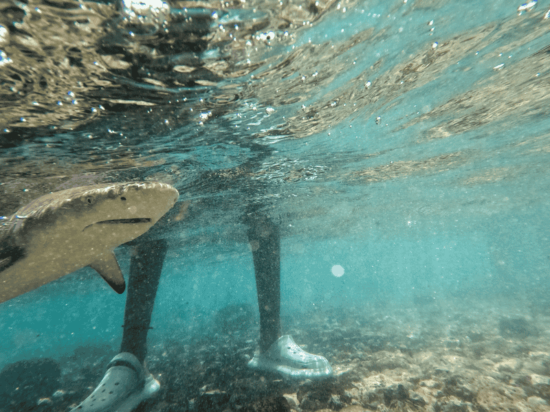 Zitronenhaie an der Küste von Sal