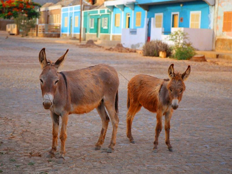 Kapverden Rundreise Maio Esel